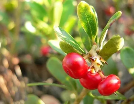 frutti uva ursina