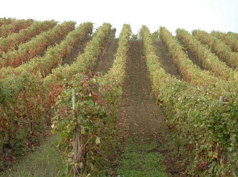 Vigneto d'uva da vino