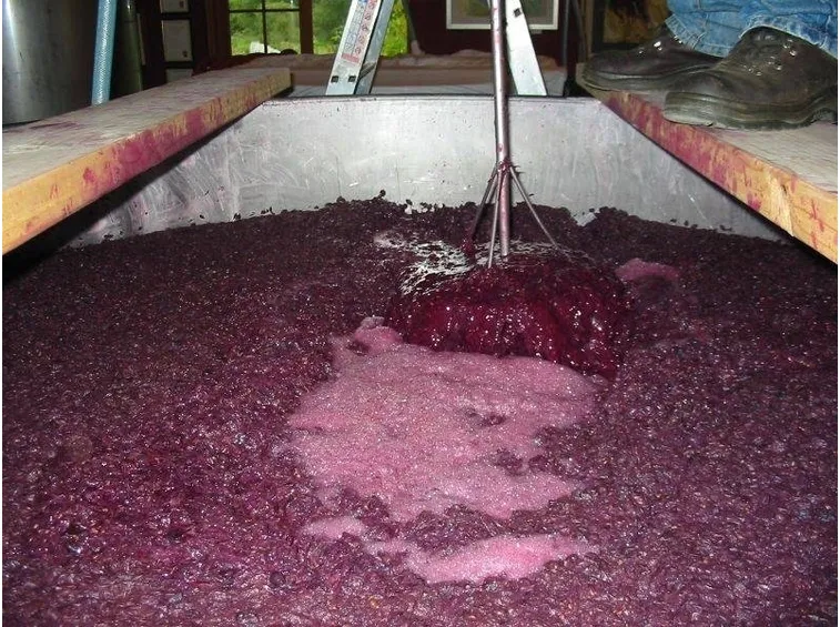 Mosto dell'uva da vino