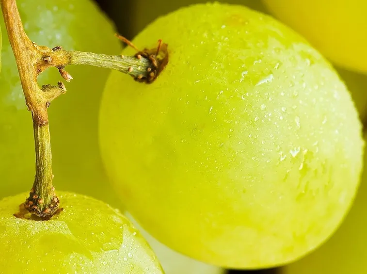Particolare degli acini dell'uva Vittoria