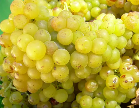 Grappoli di uva Zibibbo