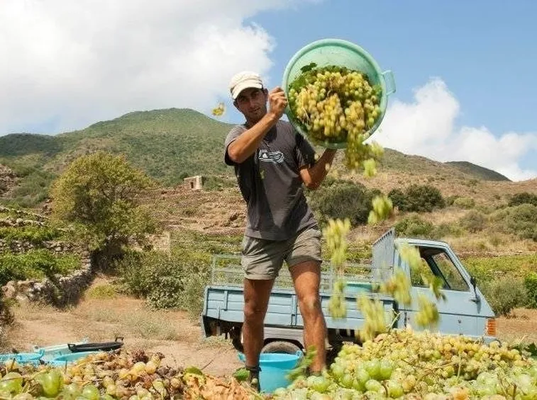 Vendemmia di uva Zibibbo