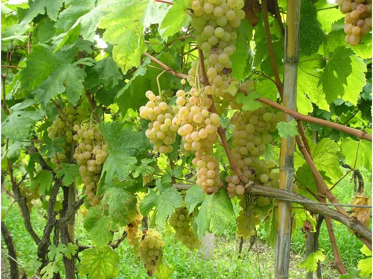 Uva pronta da raccogliere