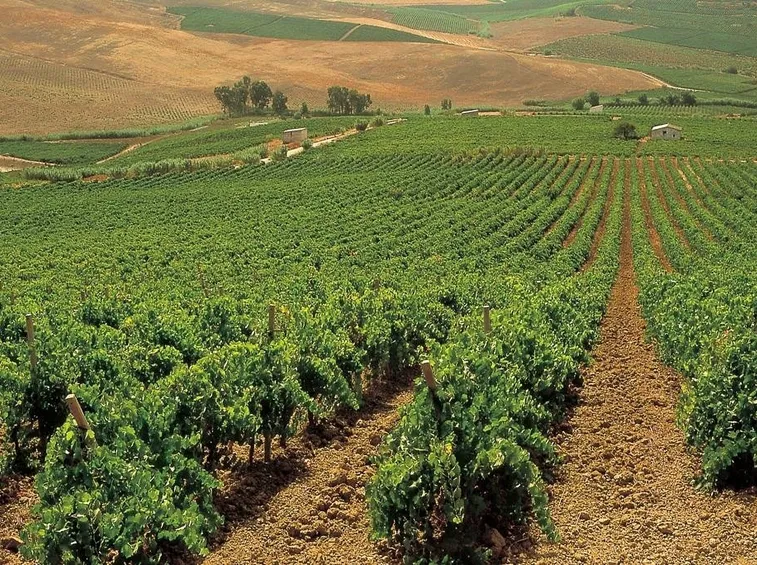 Vigneti di uva Zibibbo