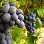 Uva rossa matura