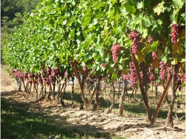 Piante di vite con frutto
