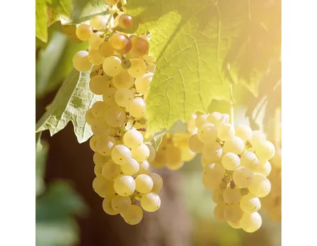 Varietà di uva baresana