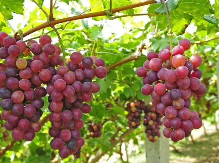 Varietà di uva Cardinal