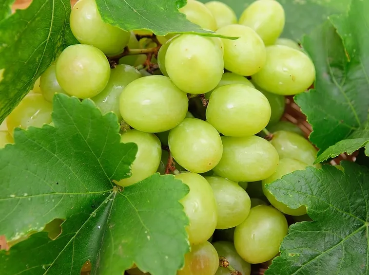 Uva da tavola Italia