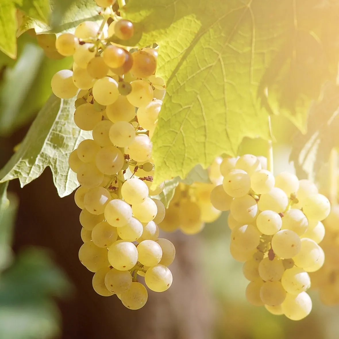 Varietà di uva baresana