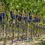 Grappoli d'uva nera su vigna a schieraFoto dal sito: https://consulenzaenologica.wordpress.com/