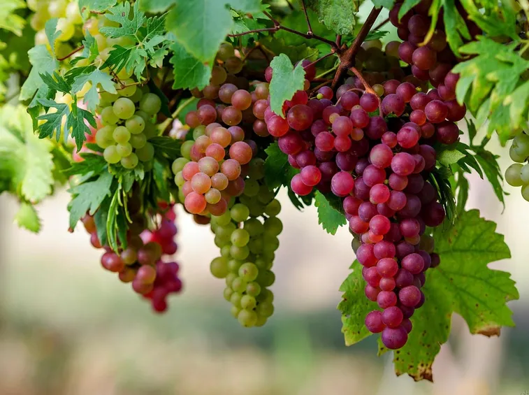 Grappoli di uva nera ''Merlot''Foto dal sito: Wikipedia