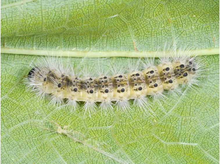 bruco americano