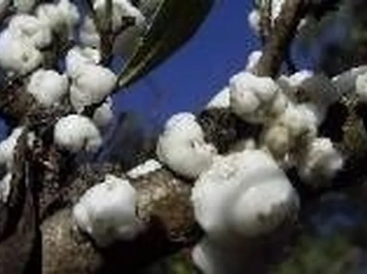 cocciniglia