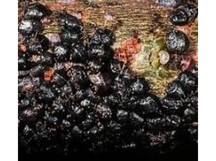 cocciniglia pepe
