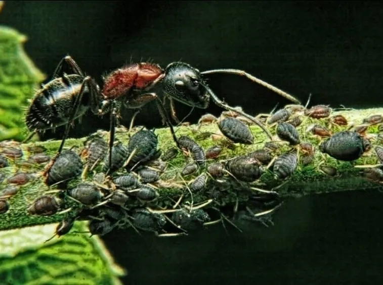 Biologia afidi