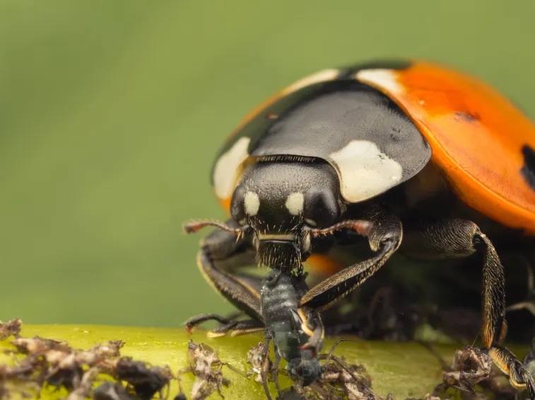 afidi e coccinella