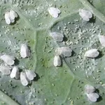 mosca bianca