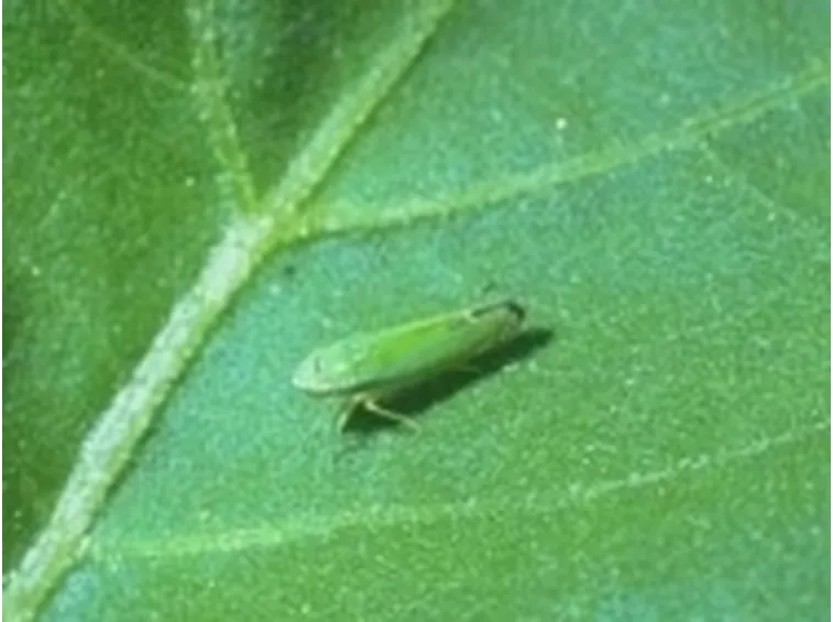 cicalina