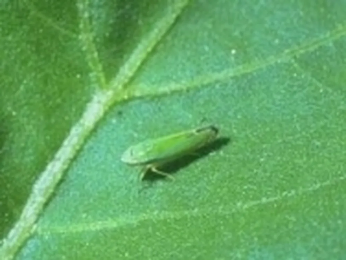 cicalina