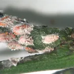 cocciniglia