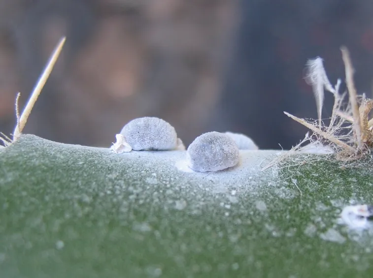 Caratteristiche cocciniglia