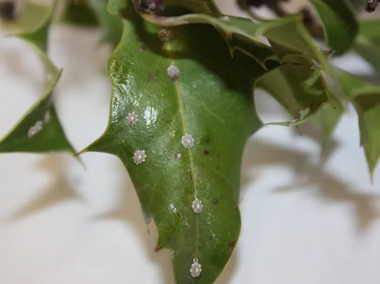 cocciniglia