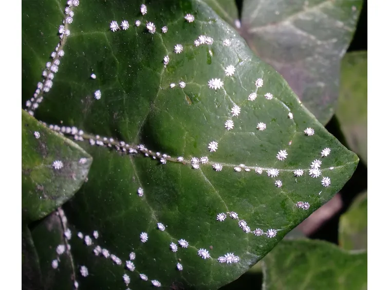 cocciniglie