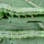 Pyrrhia umbra