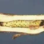 Rodilegno giallo 
