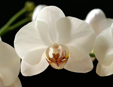 fiore orchidea