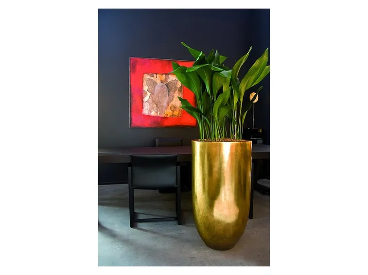 Aspidistra elatior