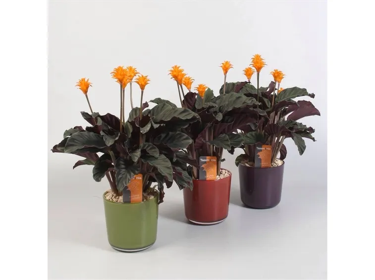 Calathea crocata