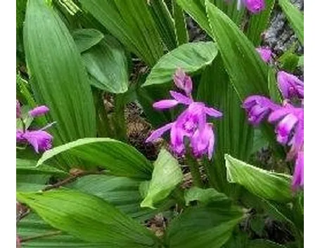 Bletilla in giardino
