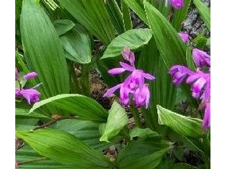 Bletilla in giardino
