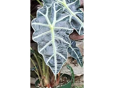 Alocasia