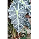 Alocasia