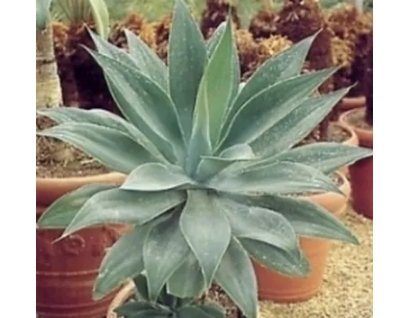 aloe 