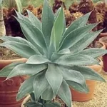 aloe 