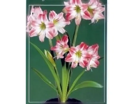 amaryllis 