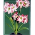 amaryllis 