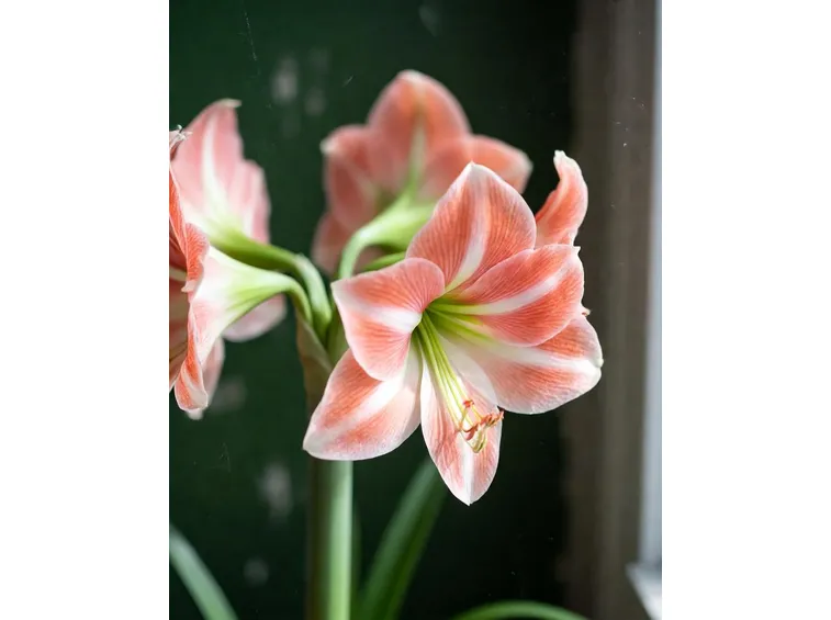 amaryllis 