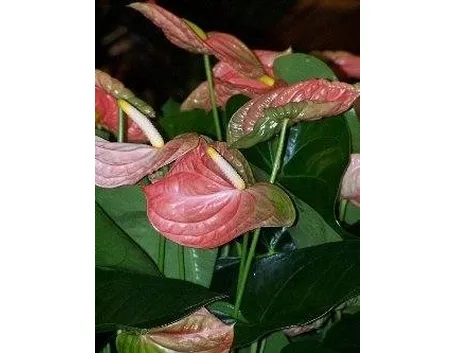 Anthurium fiori