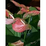 Anthurium fiori