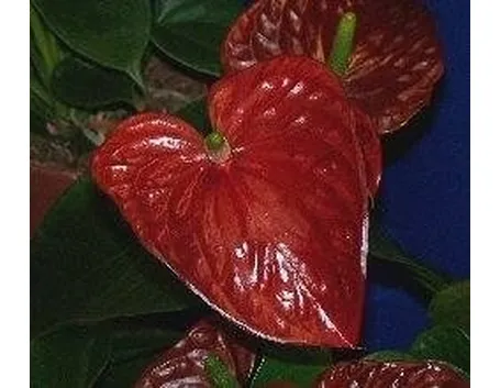 anthurium