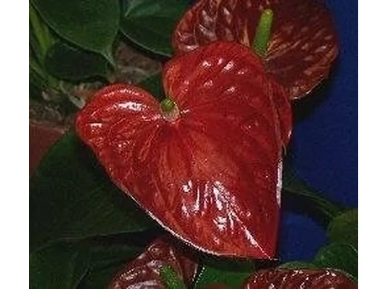 anthurium