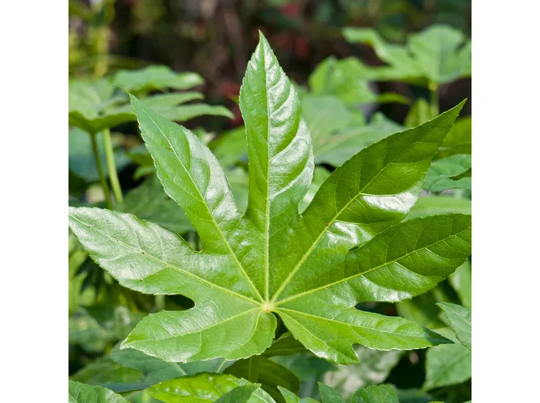 foglie di aralia