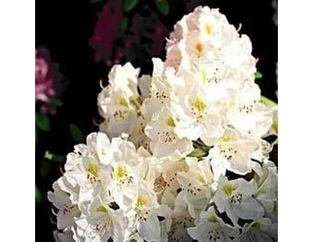 azalea