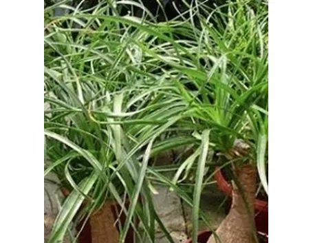 Beaucernea recurvata