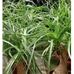 Beaucernea recurvata